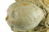 Cretaceous Sea Urchin (Holaster) Fossil - Texas #285616-1